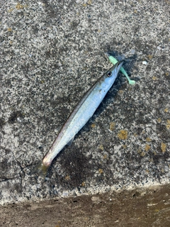カマスの釣果