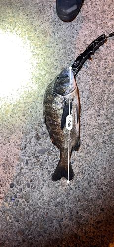チヌの釣果