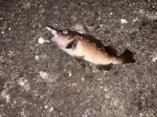 エゾメバルの釣果