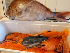 マダイの釣果