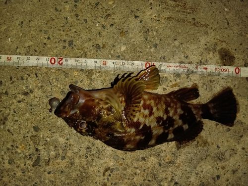 カサゴの釣果