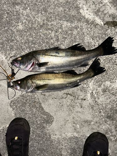 シーバスの釣果