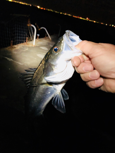 セイゴ（マルスズキ）の釣果