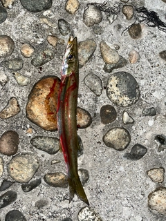 カマスの釣果