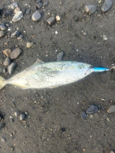 イナダの釣果