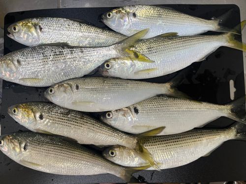 コノシロの釣果