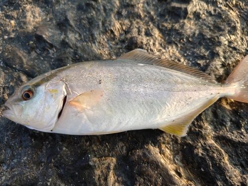 ショゴの釣果
