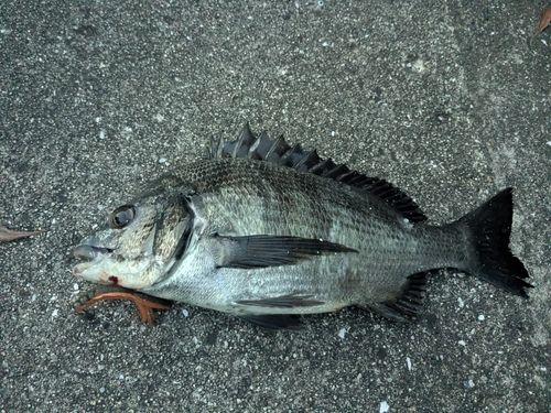チヌの釣果
