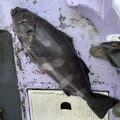 アブラボウズ出品です。 アブラボウズの釣果・釣り情報まとめ【2026年最新】 - アングラーズ