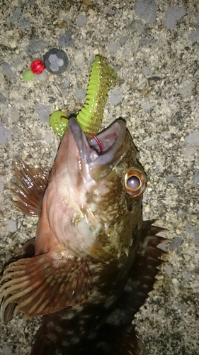 カサゴの釣果