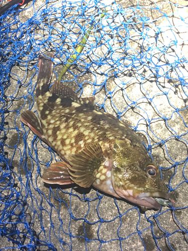 ガシラの釣果