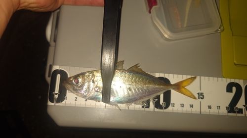 マアジの釣果
