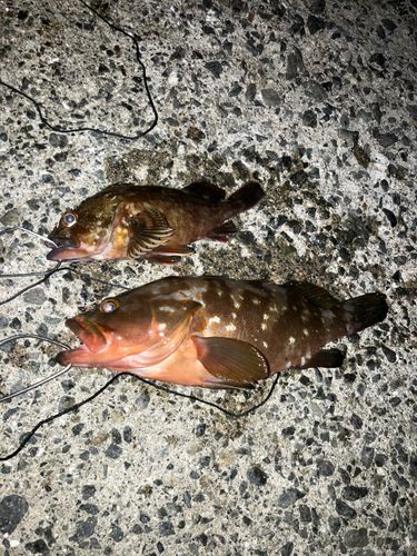 アコウの釣果