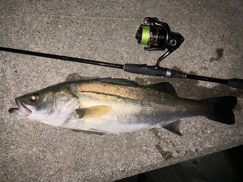 シーバスの釣果