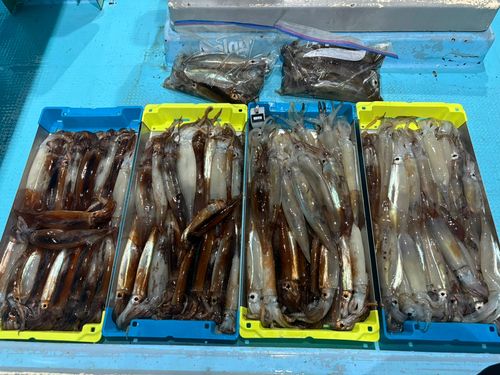スルメイカの釣果