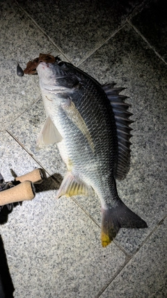 キビレの釣果