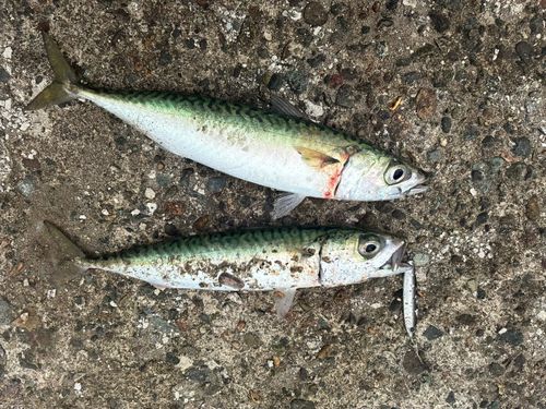 サバの釣果