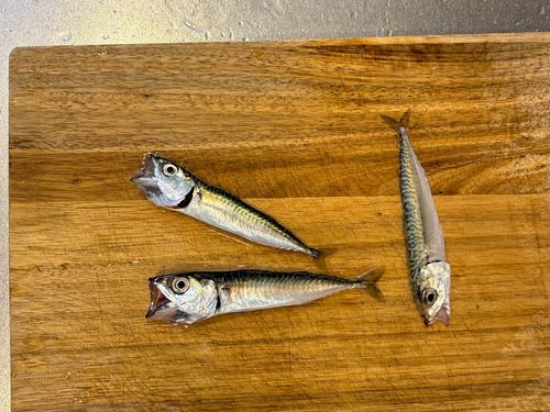 マサバの釣果