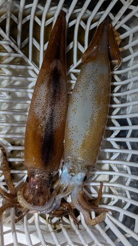 スルメイカの釣果