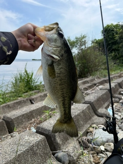 ラージマウスバスの釣果