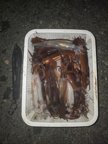 スルメイカの釣果