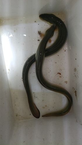 ウナギの釣果