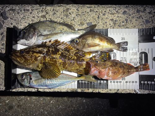 タケノコメバルの釣果