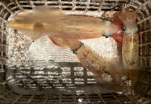 ケンサキイカの釣果