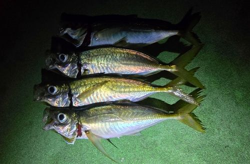 マアジの釣果