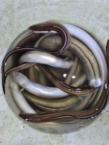 アナゴの釣果