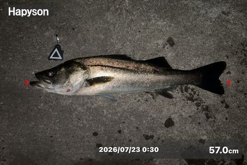 シーバスの釣果