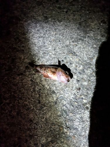 メバルの釣果