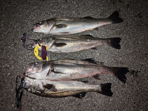 シーバスの釣果