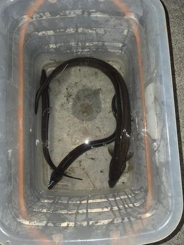 アナゴの釣果