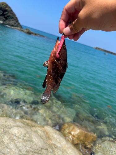 アコウの釣果