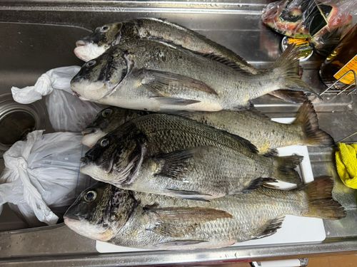 チヌの釣果