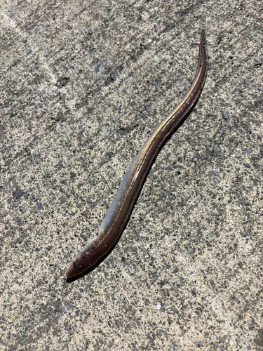 アナゴの釣果