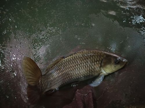コイの釣果