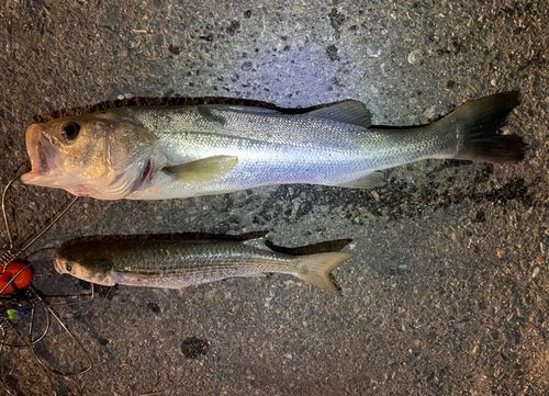 ボラの釣果