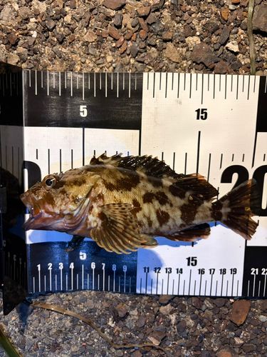 カサゴの釣果