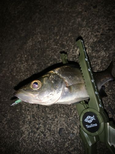 セイゴ（マルスズキ）の釣果