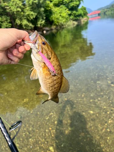 スモールマウスバスの釣果