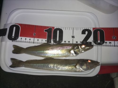シロギスの釣果