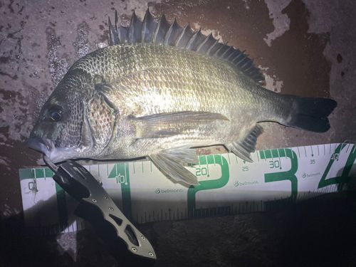 チヌの釣果