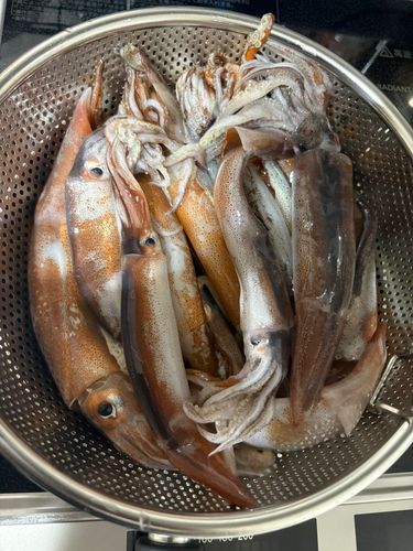 イカの釣果