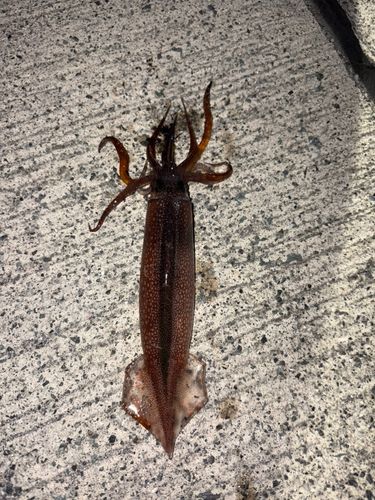 スルメイカの釣果