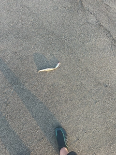 カマスの釣果