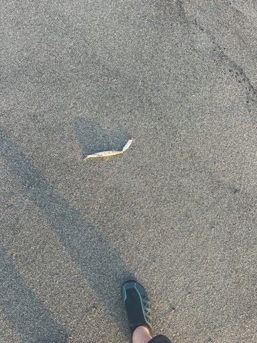 カマスの釣果