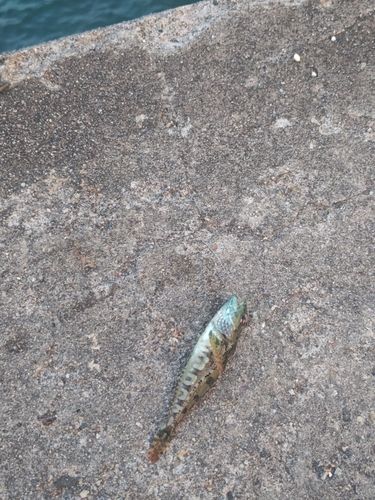 ハゼの釣果