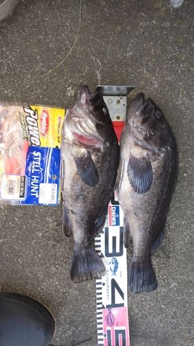 クロソイの釣果